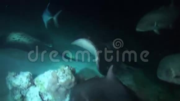 黑色斑点黄貂鱼夜猎在礁石上视频的预览图