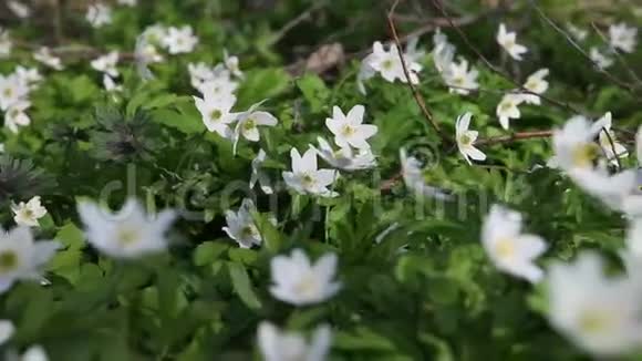 第一朵春花白色的雪花从花的镜头移动视频的预览图