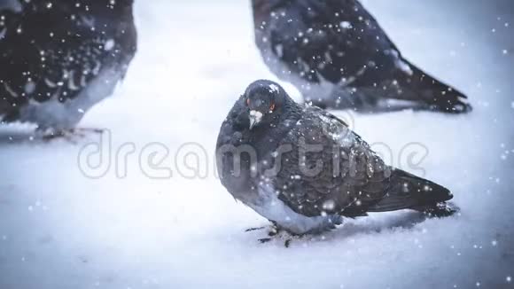 灰鸽子坐在雪上在寒冷的寒冷的冬天在下雪的时候视频的预览图