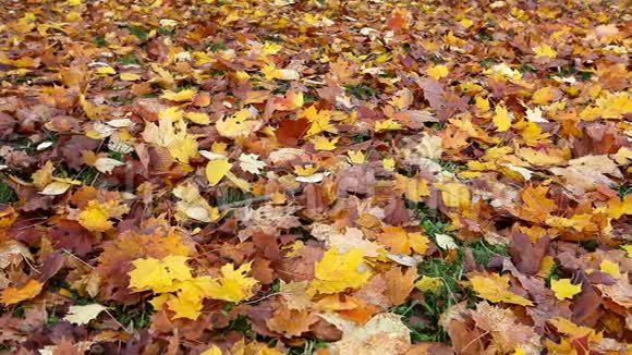 秋高气爽的枫叶飘落在地上视频的预览图