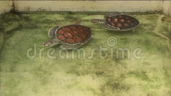 保育区泳池内的海龟视频的预览图