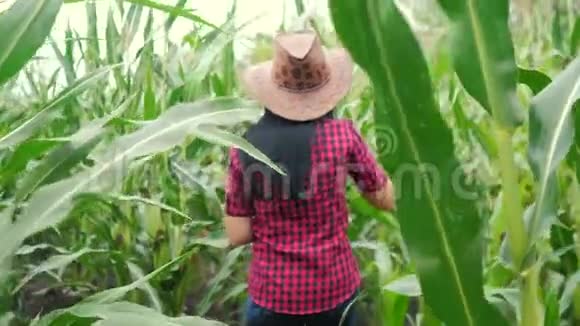 智慧生态是一种收获农业的耕作理念农民女孩生活方式植物研究员收割玉米芯视频的预览图