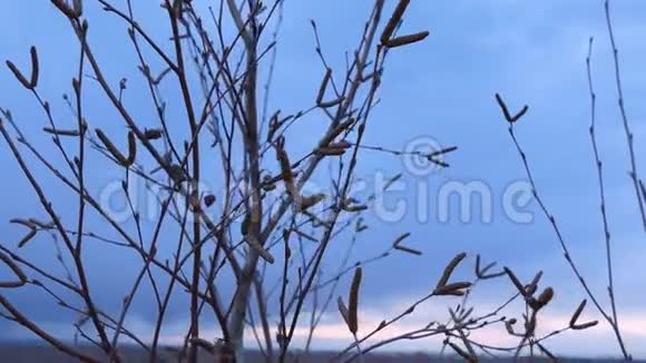 一棵幼嫩的桦树花蕾春晚的自然景观视频的预览图