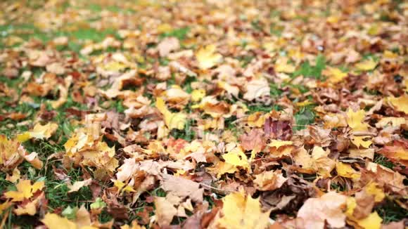 秋天的枫叶落在草地上视频的预览图