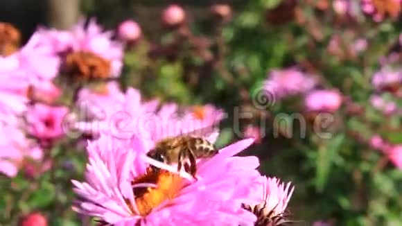 蜜蜂坐在花园里的星宿上视频的预览图