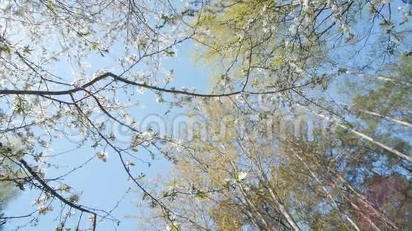 抬头望着一棵梅树的树冠下视频的预览图