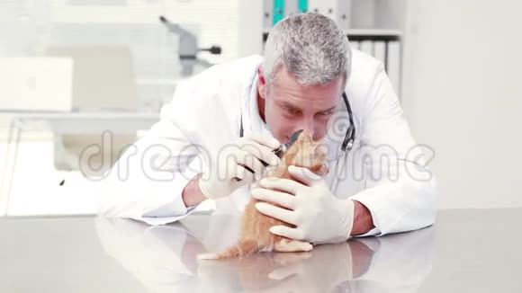 兽医在检查一只小猫视频的预览图
