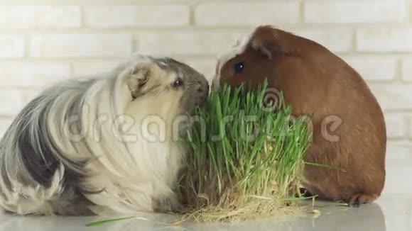 几内亚猪繁殖金美洲狮和卡维鸟吃发芽燕麦股票录像视频的预览图