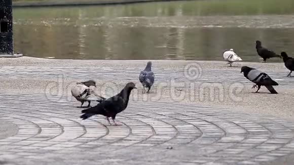 泰国曼谷公园里的鸽子视频的预览图