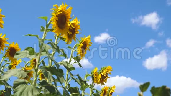 一片黄色的向日葵花在云的背景下一朵向日葵在风中摇曳美丽的田野视频的预览图