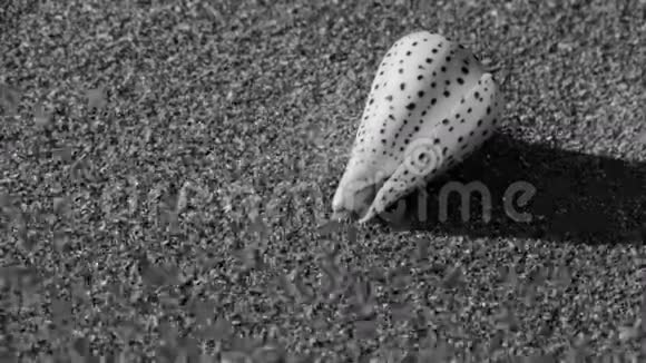 沙滩上的海螺风吹沙视频的预览图