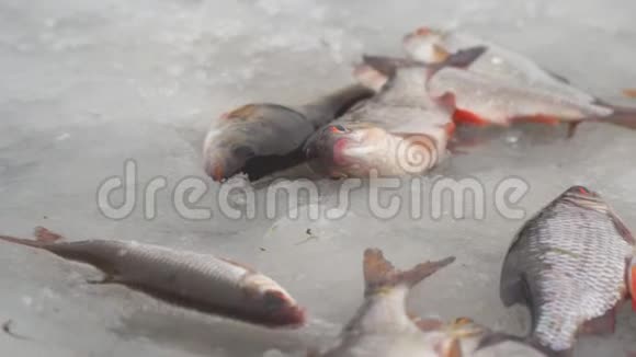 冬季捕鱼冰上的鱼视频的预览图