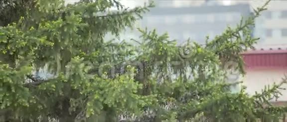 青嫩的杉树针视频的预览图