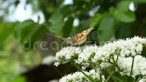 蝴蝶在一朵花上美丽的彩绘女士瓦妮莎卡迪视频的预览图