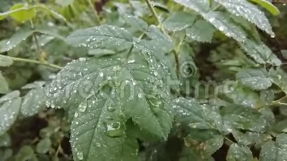 清澈的雨滴在轻轻摇曳的叶子上形成精致的图案视频的预览图