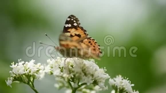 蝴蝶在一朵花上美丽的彩绘女士瓦妮莎卡迪视频的预览图
