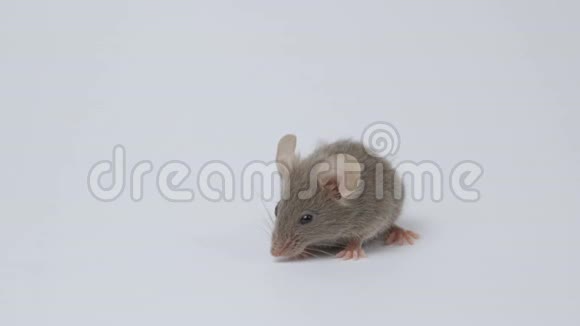 白色背景上的灰色鼠标视频的预览图