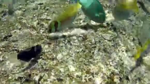 靠近珊瑚礁的小海鱼的浅滩视频的预览图