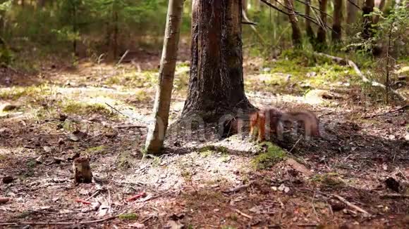 春天松林里的松鼠视频的预览图