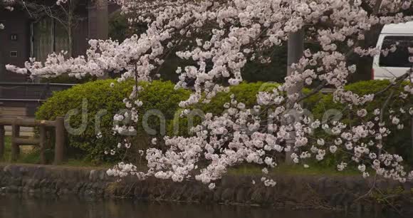 公园附近的樱花白天多云中日视频的预览图