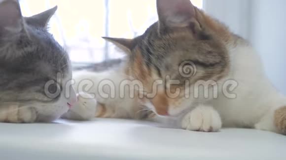 美丽可爱的猫舔他的爪子在窗台上与有趣的情感生活背景的房间慢速视频视频的预览图
