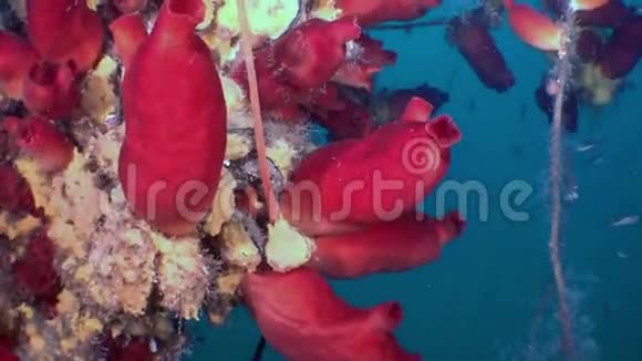 一艘沉船的残骸中有红海海绵视频的预览图