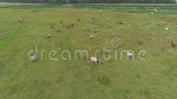 奶牛在牧场上放牧视频的预览图
