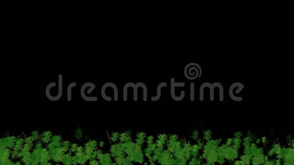 草地上4k绿草如茵牧草生长风吹草甸草地摆动视频的预览图
