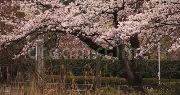 公园附近的樱花白天多云中日视频的预览图