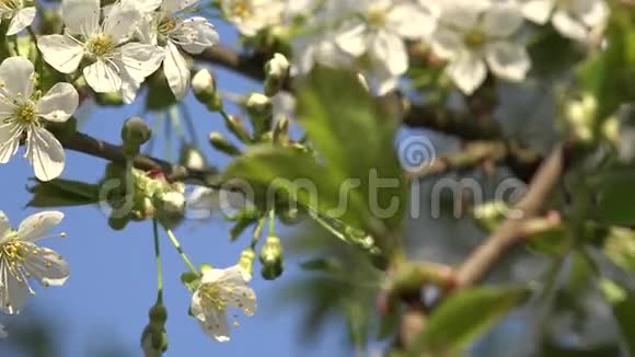 果树枝白美开春时节4K视频的预览图