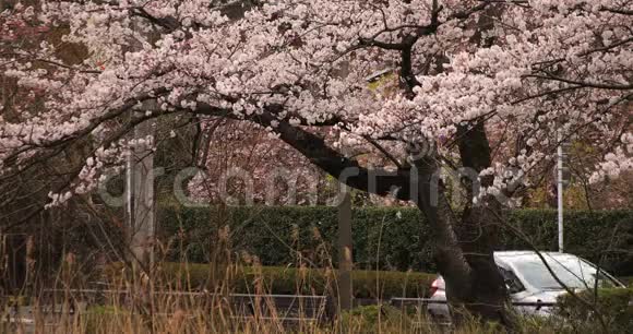 公园附近的樱花白天多云中日视频的预览图