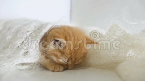 红头发的小猫睡着裹着一只针织披肩的猫视频的预览图