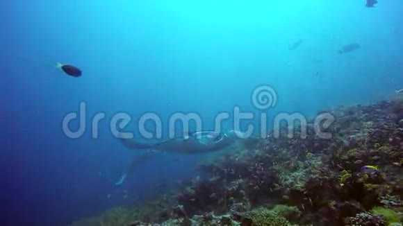 曼塔雷在马尔代夫水下学校黄鱼的背景下放松视频的预览图