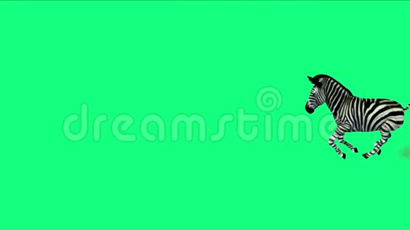 斑马群马驴动物迁徙跑烟非洲草原视频的预览图
