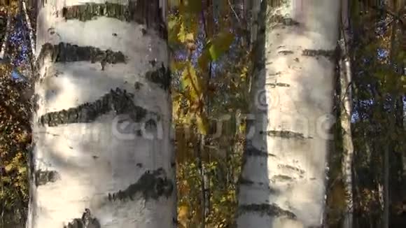 森林中的金秋白桦树和相机旋转视频的预览图