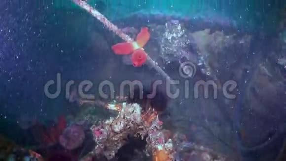 一艘沉船的残骸中有红海海绵视频的预览图