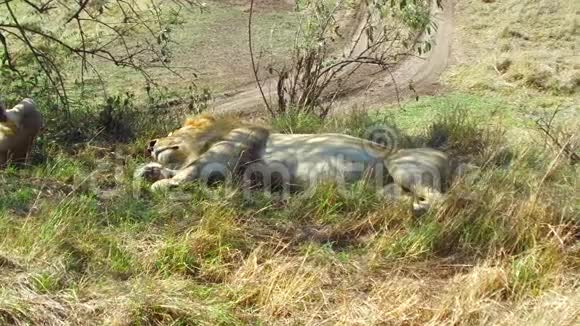 睡在非洲热带草原上的雄狮视频的预览图