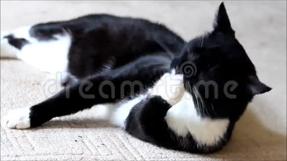 猫黑白清洗本身视频的预览图