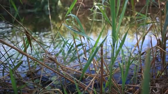 神秘的带镜面水位的沼泽湖视频的预览图