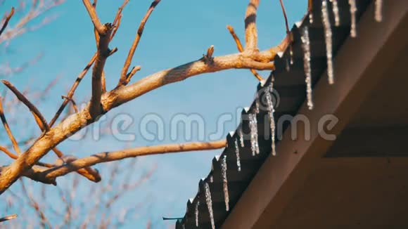 冬天的冰柱在春天的阳光下融化在屋顶上从它们的提示中滴落下来视频的预览图
