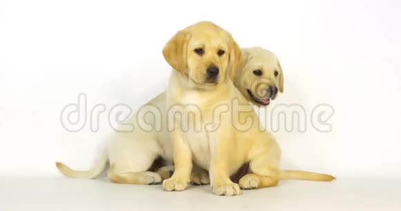 黄色拉布拉多猎犬白色背景的小狗诺曼底慢动作视频的预览图