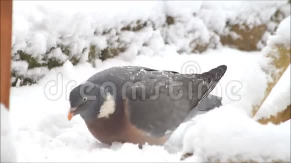 鸽子在雪地里喂鸟食物视频的预览图