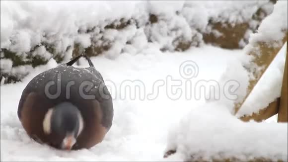 鸽子在雪地里喂鸟食物视频的预览图