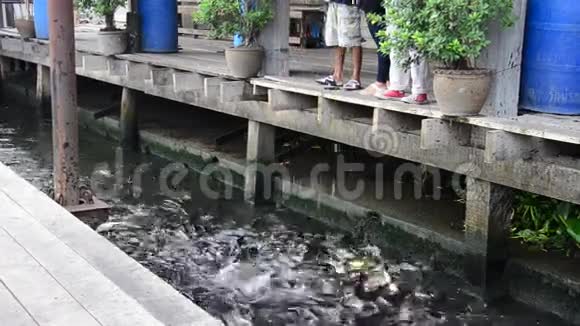 喂鱼河前的非塔布里寺庙泰国视频的预览图