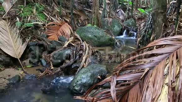 淡水河谷自然保护区清澈的溪流视频的预览图