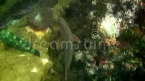 加拉帕戈斯群岛海底蓝色背景的热带外来鱼类视频的预览图