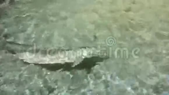 三只海豚在受控环境中游泳视频的预览图
