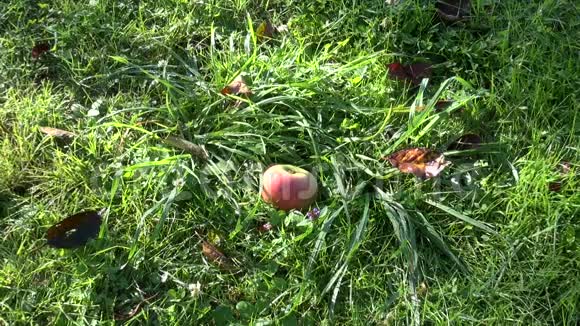 秋天落在花园草地上的苹果视频的预览图