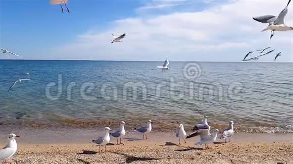 沙滩上有海鸥沙滩上有一群海鸥视频的预览图