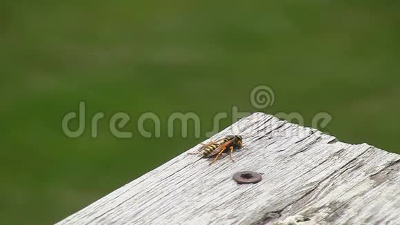 黄夹克黄蜂转身飞走了视频的预览图